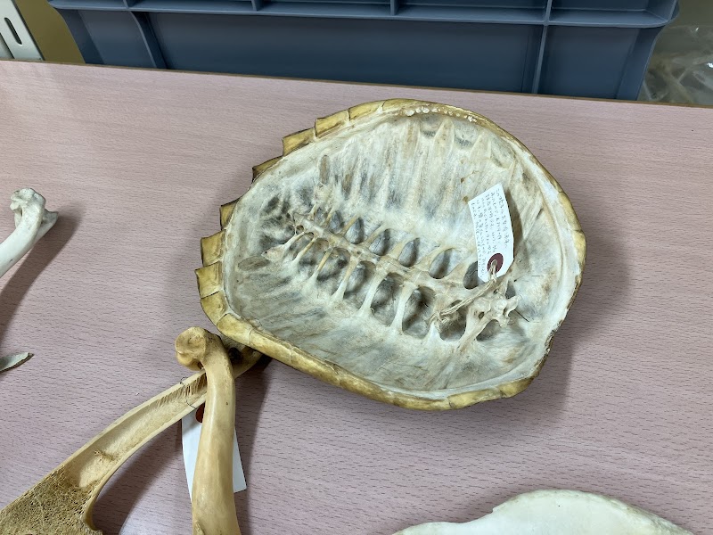 麻布大学いのちの博物館