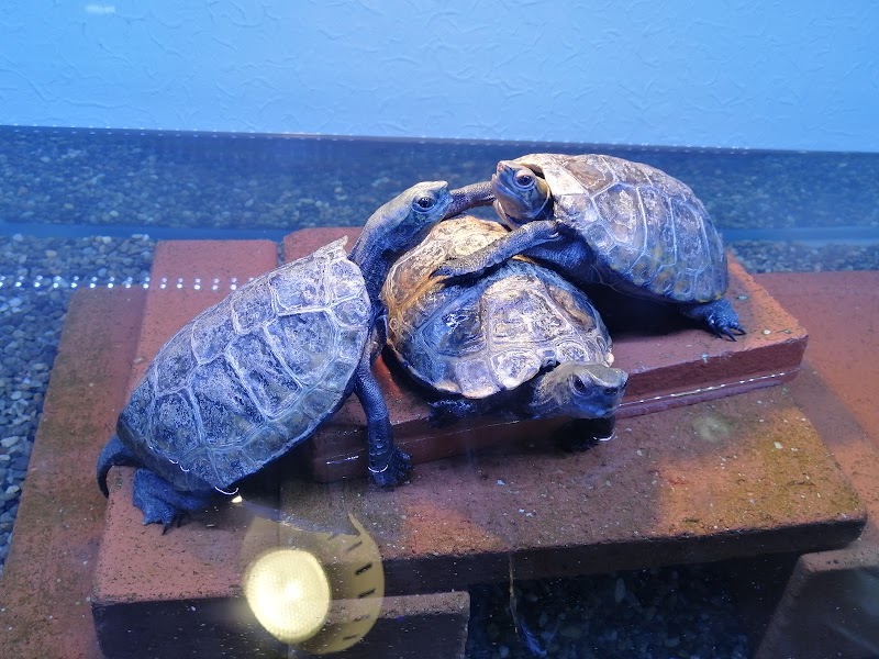 ミニミニ水族館