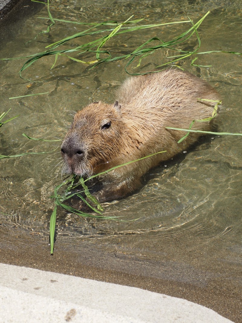 市川市動植物園