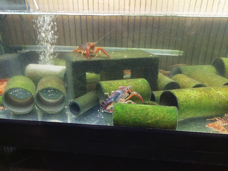 ミニミニ水族館