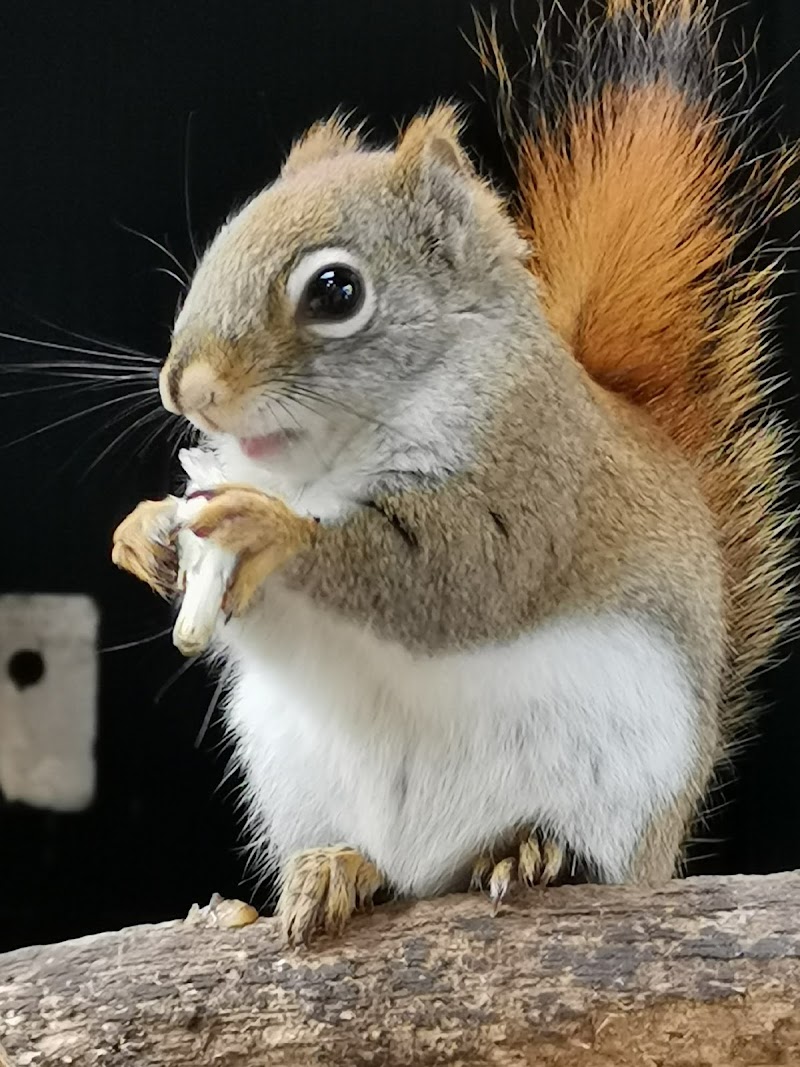 夢見ヶ崎動物公園