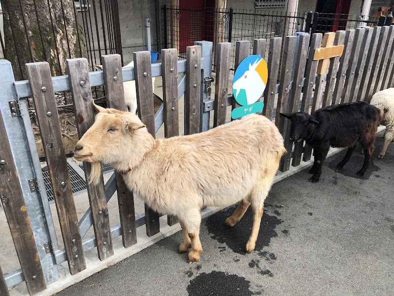 板橋こども動物園 の写真