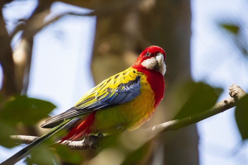 キャンベルタウン野鳥の森