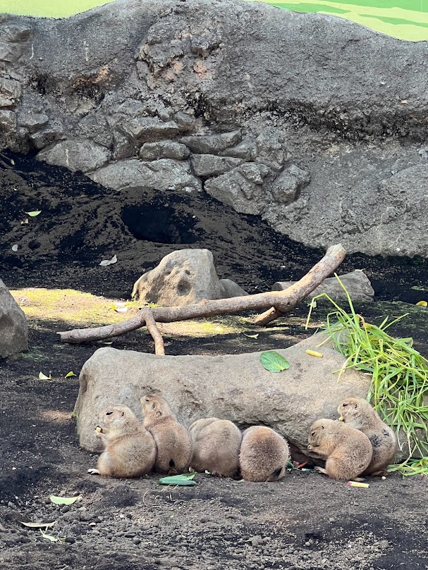こども動物園