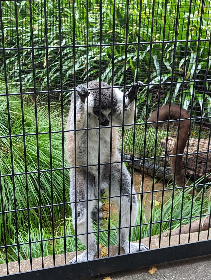 夢見ヶ崎動物公園