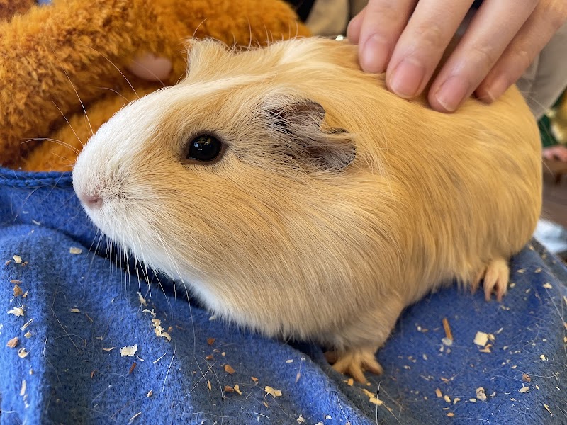 板橋こども動物園