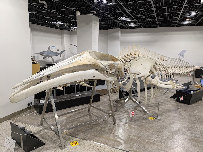 日本大学生物資源科学部博物館 骨の博物館