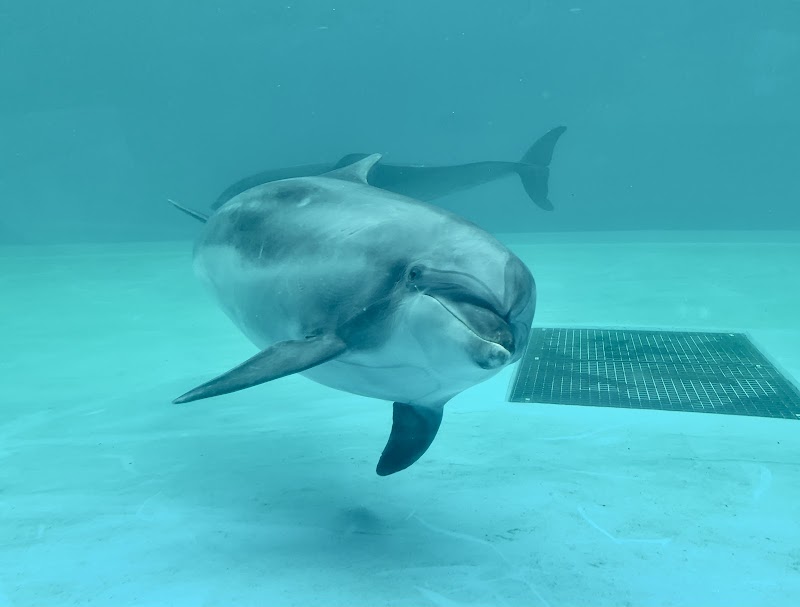 しながわ水族館