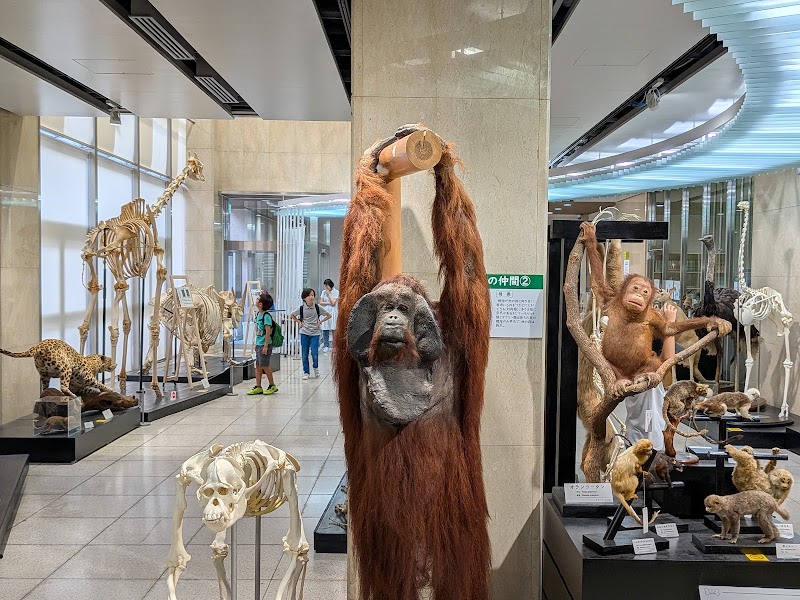 日本大学生物資源科学部博物館 骨の博物館