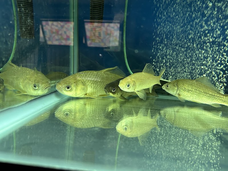 街のミニ水族館しおや