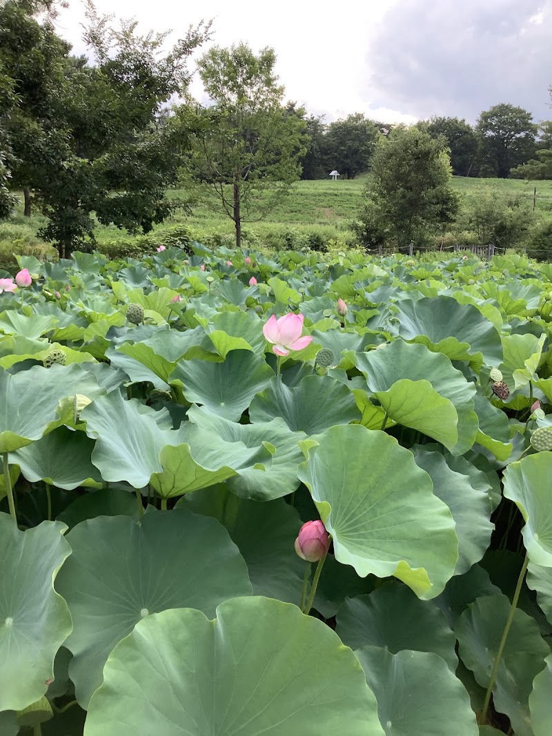 国営昭和記念公園 こもれびの里