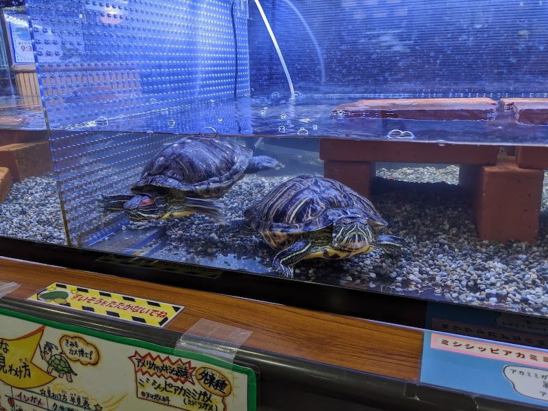 ミニミニ水族館