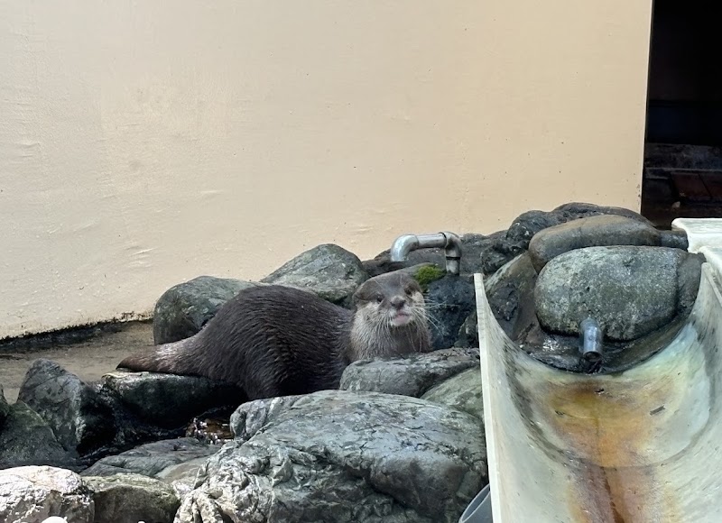 HasedenあげおまんまるZoo