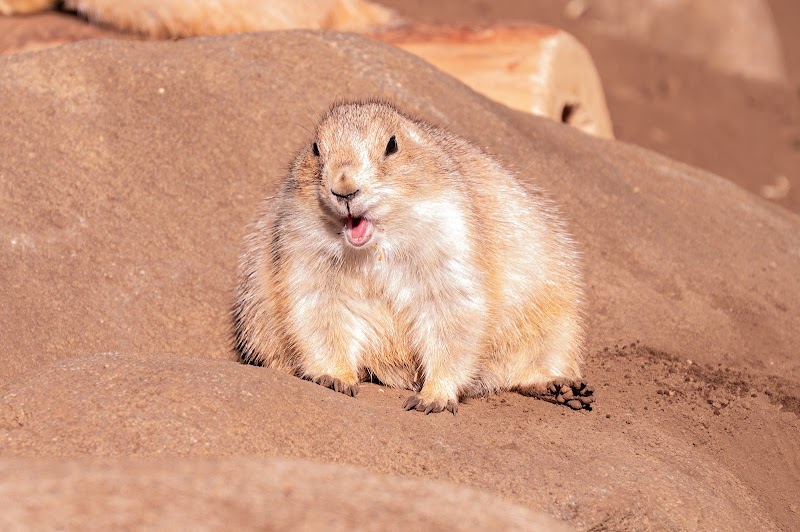 こども動物園