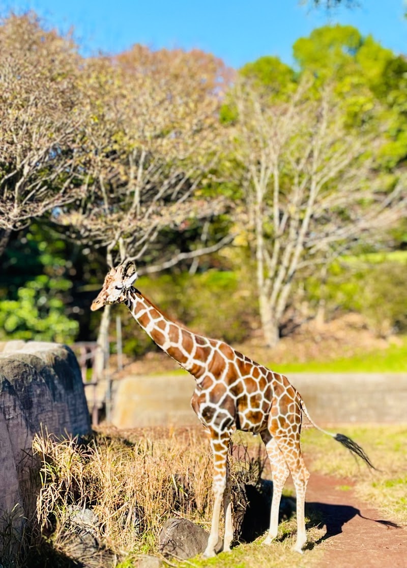千葉市動物公園