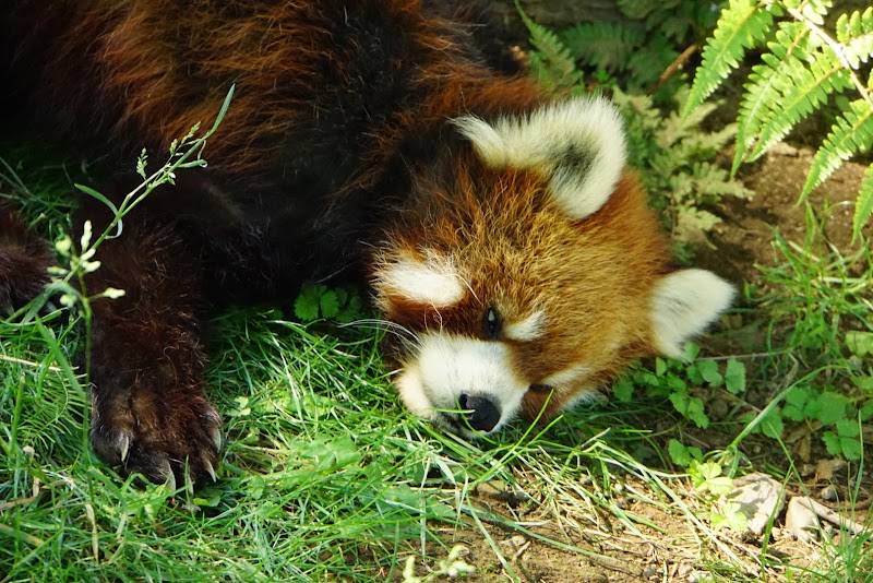 大崎公園 子供動物園 の写真