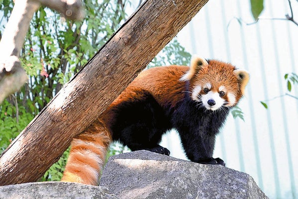 こども動物園