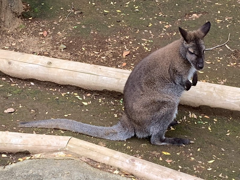 こども動物園