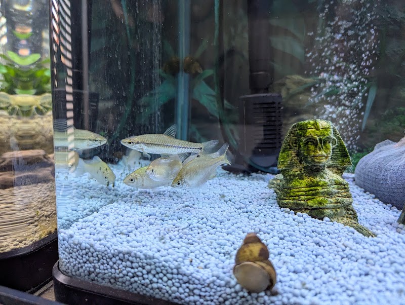 街のミニ水族館しおや
