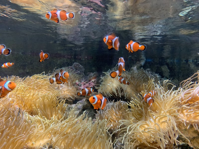 しながわ水族館