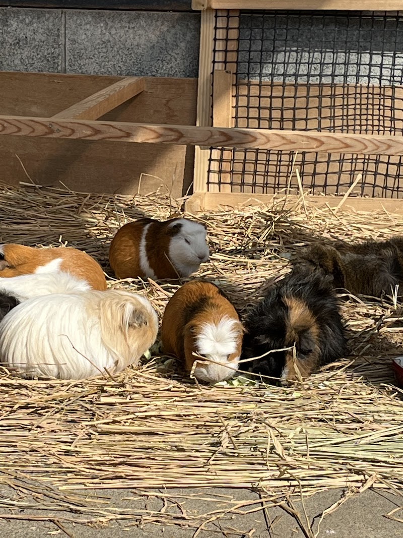 大崎公園 子供動物園