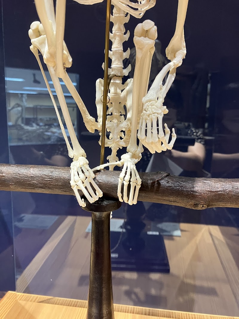 麻布大学いのちの博物館