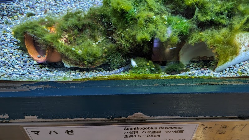 ミニミニ水族館