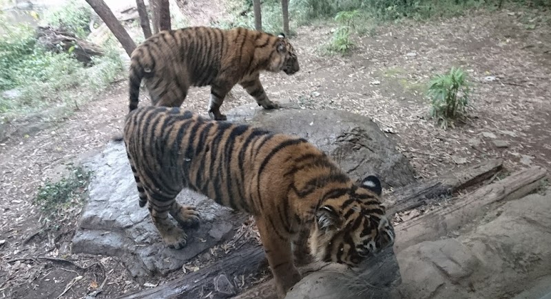 横浜動物の森公園（よこはま動物園ズーラシア）