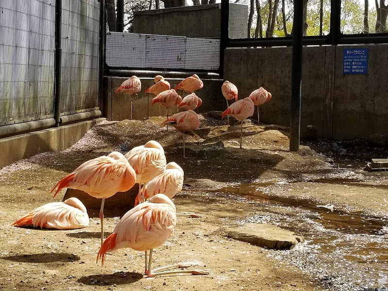 夢見ヶ崎動物公園