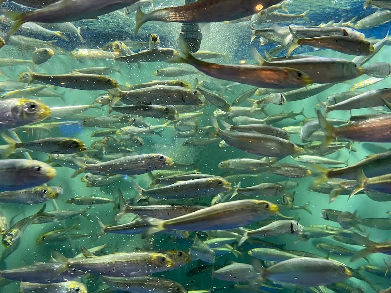 しながわ水族館