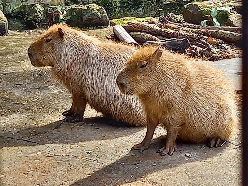 大宮公園小動物園