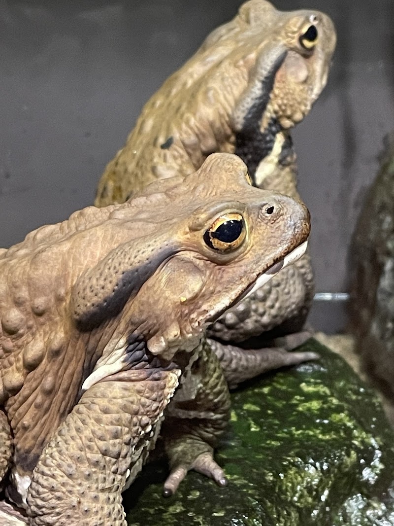 相模川ふれあい科学館 アクアリウムさがみはら