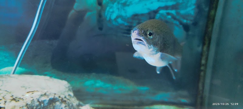 多摩川ふれあい水族館