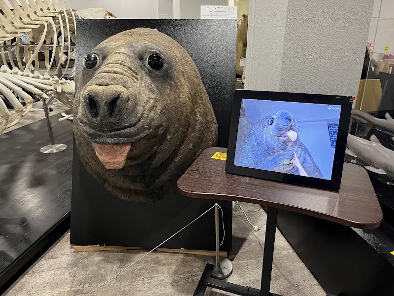 日本大学生物資源科学部博物館 骨の博物館