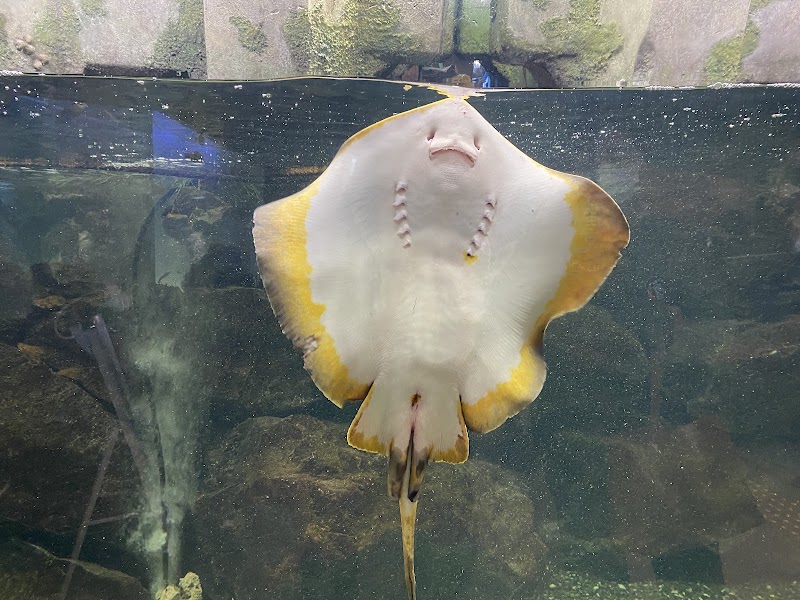 相模川ふれあい科学館 アクアリウムさがみはら