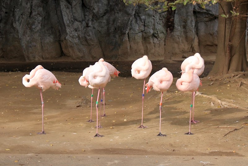大崎公園 子供動物園