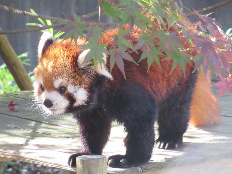 市川市動植物園