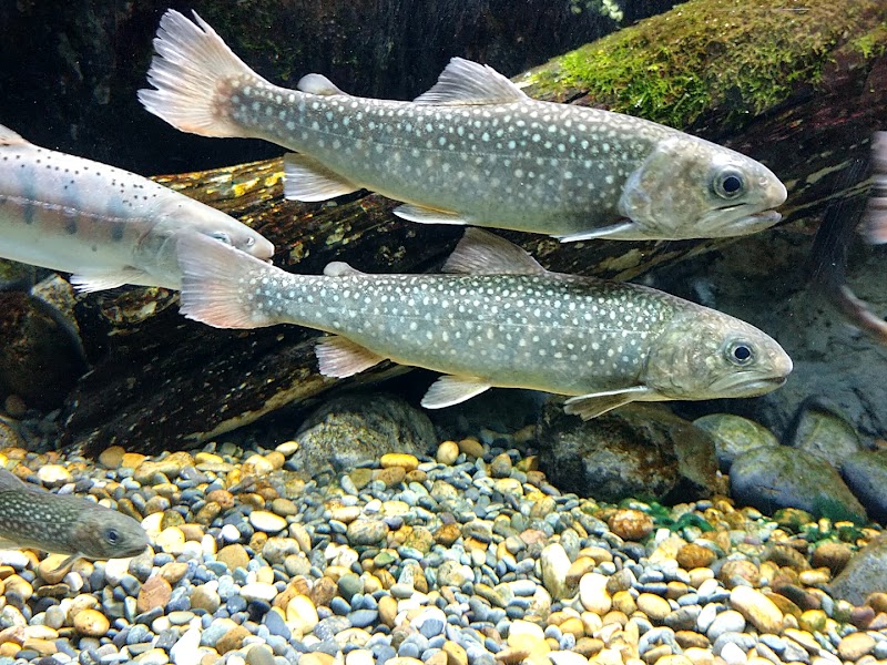 井の頭自然文化園 水生物館