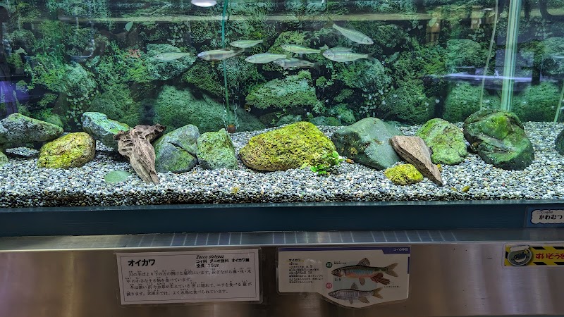 ミニミニ水族館 の写真