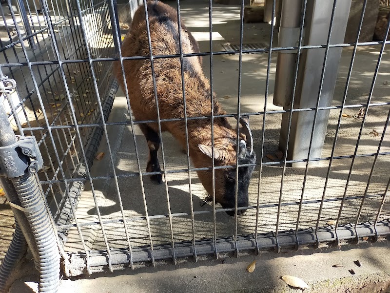 HasedenあげおまんまるZoo