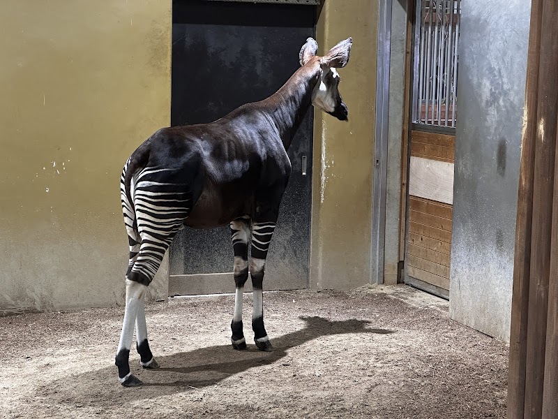 横浜動物の森公園（よこはま動物園ズーラシア）