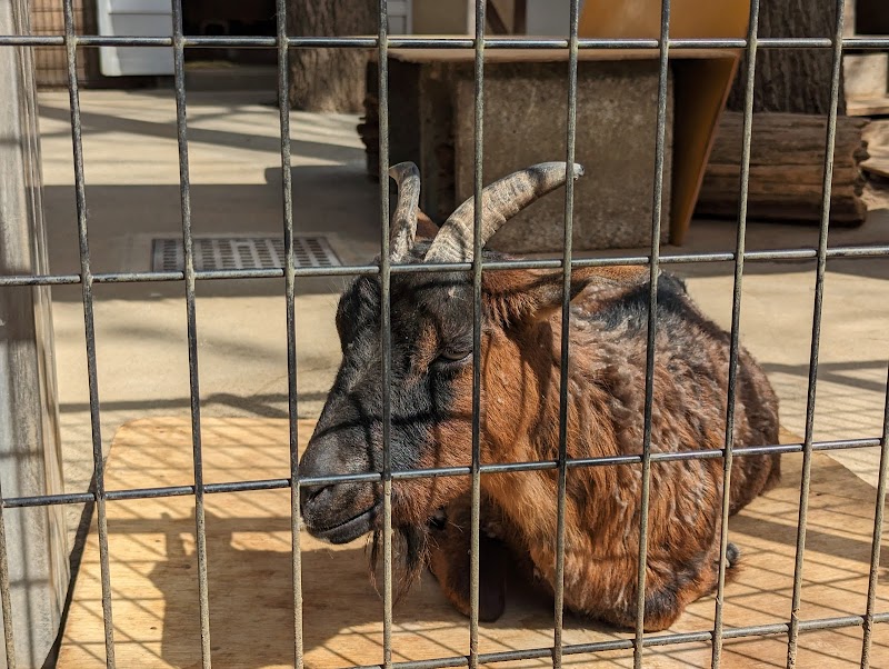 HasedenあげおまんまるZoo