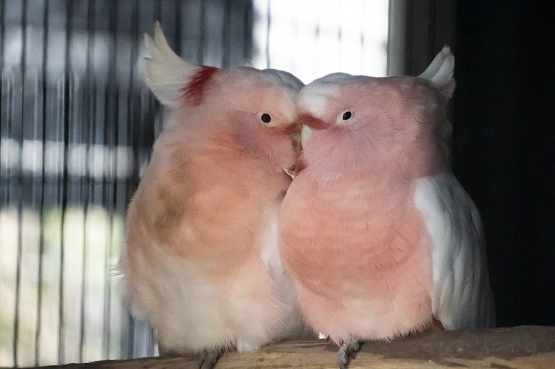 キャンベルタウン野鳥の森