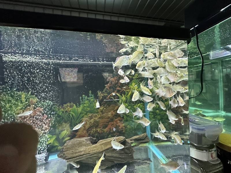 街のミニ水族館しおや