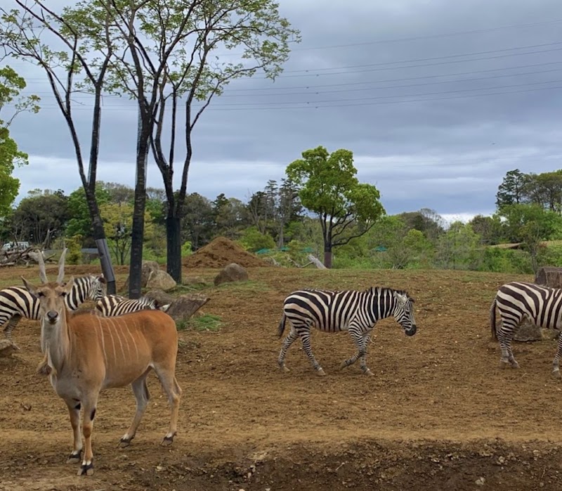 横浜動物の森公園（よこはま動物園ズーラシア） の写真