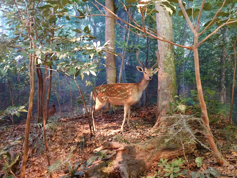 千葉県立中央博物館