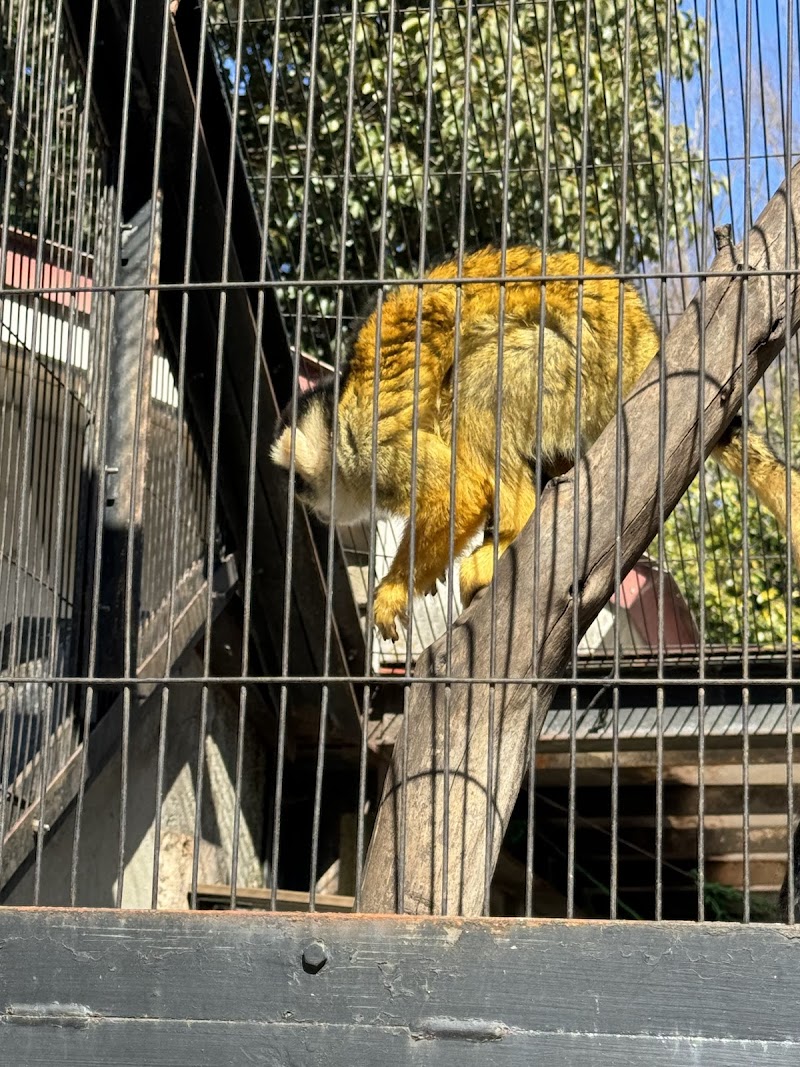 相模原麻溝公園 ふれあい動物広場