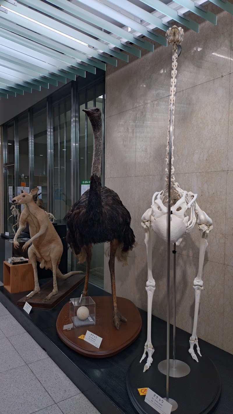 日本大学生物資源科学部博物館 骨の博物館