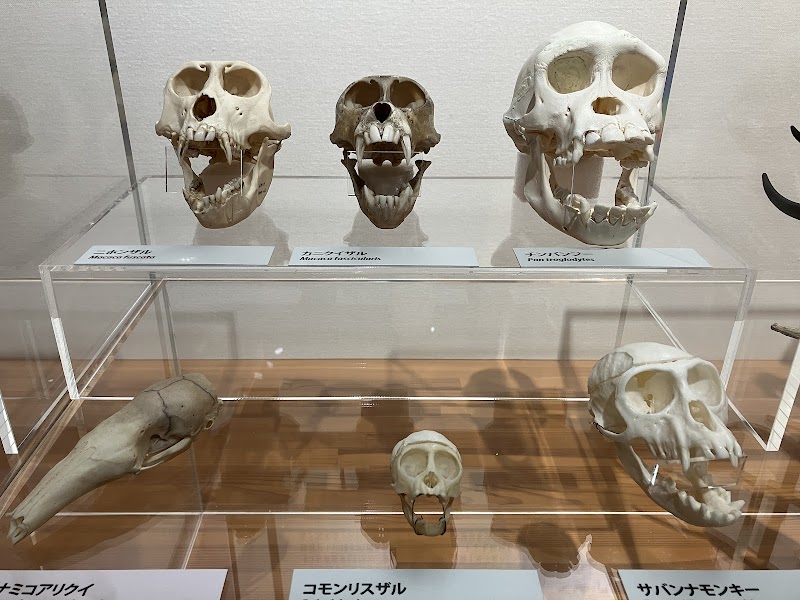 麻布大学いのちの博物館