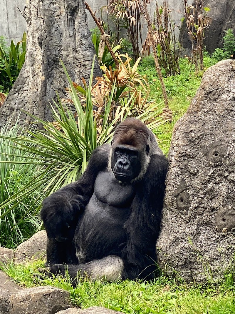 千葉市動物公園